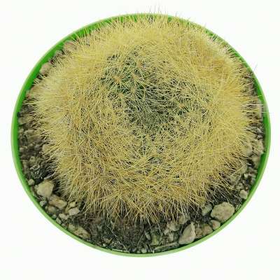 Sulcorebutia mentosa var. swobodae - Giromagi