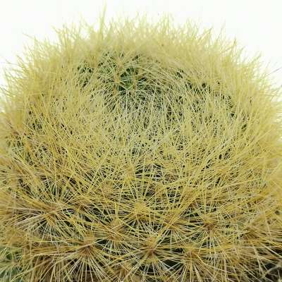 Sulcorebutia mentosa var. swobodae - Giromagi