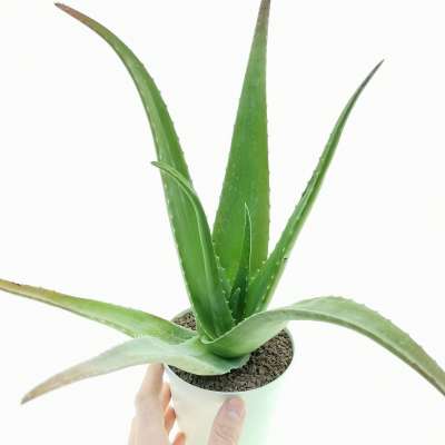 Aloe vera