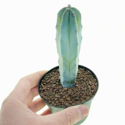 Myrtillocactus geometrizans