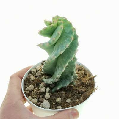 Cereus forbesii cv. Spiralis