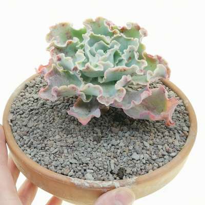 Echeveria 'Curly locks'