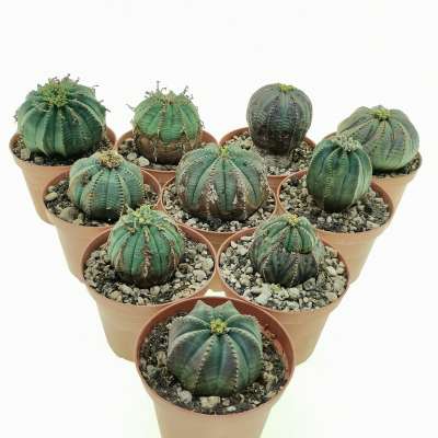 Euphorbia obesa (rare form) 10 pcs.