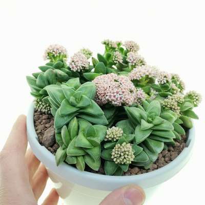 Crassula 'Springtime'
