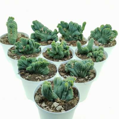 Trichocereus bridgesii mostruoso crestato 10 pcs