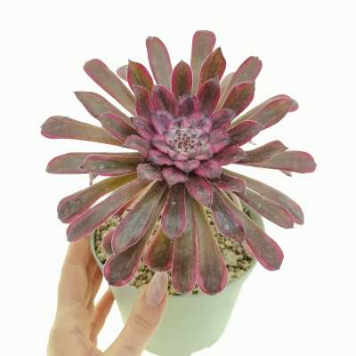 Aeonium 'Ecstasy'