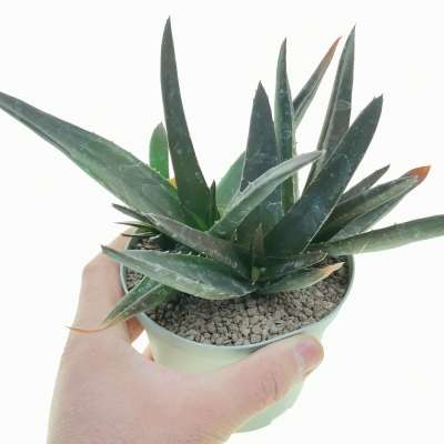 Aloe mitriformis 'Levis'