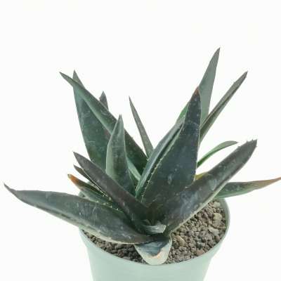 Aloe mitriformis 'Levis' - Giromagi