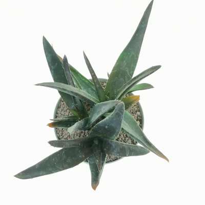 Aloe mitriformis 'Levis' - Giromagi