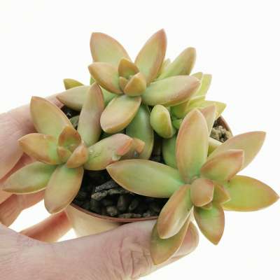 Sedum nussbaumerianum