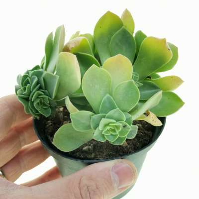 Aeonium goochiae