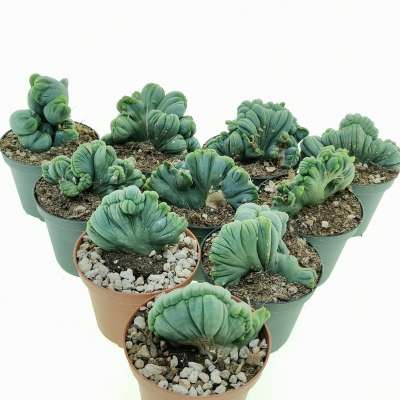 Trichocereus bridgesii mostruoso crestato 10 pcs.