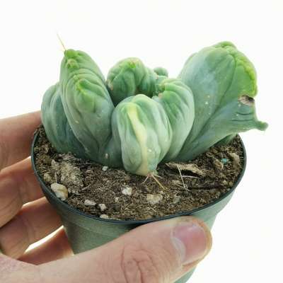 Trichocereus bridgesii mostruoso crestato variegato