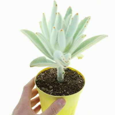 Kalanchoe tomentosa 'Hairy Harry'