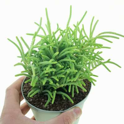 Crassula muscosa