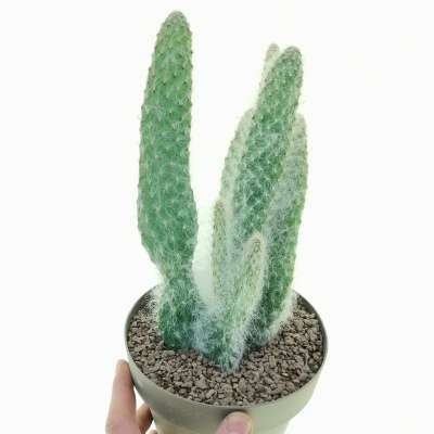 Opuntia engelmannii cv. Boskowitzii