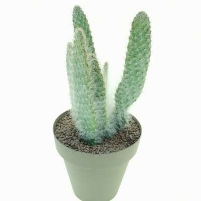 Opuntia engelmannii cv. Boskowitzii - Giromagi