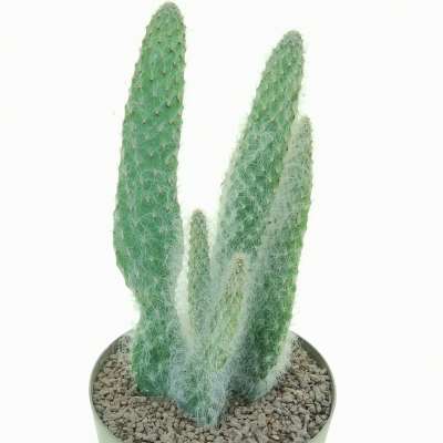 Opuntia engelmannii cv. Boskowitzii - Giromagi