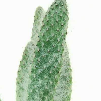 Opuntia engelmannii cv. Boskowitzii - Giromagi