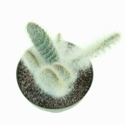 Opuntia engelmannii cv. Boskowitzii - Giromagi