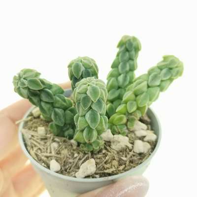 Peperomia columella