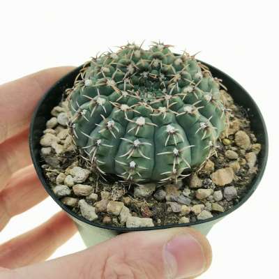 Gymnocalycium quehlianum