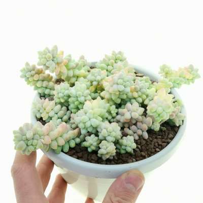 Sedum burrito