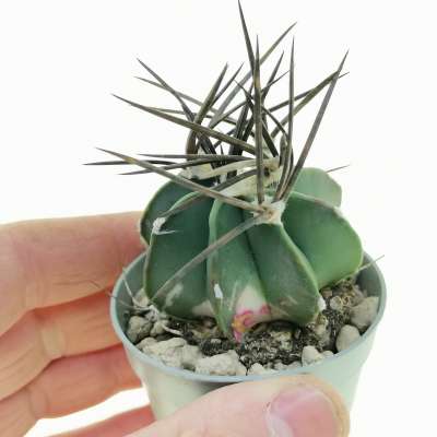 Astrophytum capricorne f. variegata