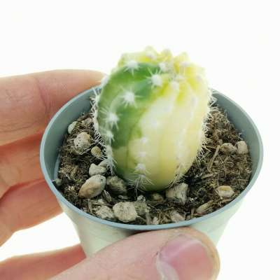 Echinopsis subdenudata f. variegata