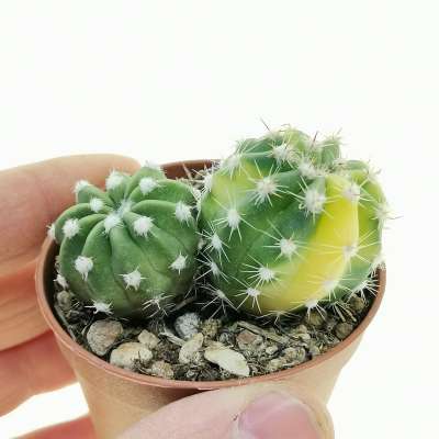 Echinopsis subdenudata f. variegata