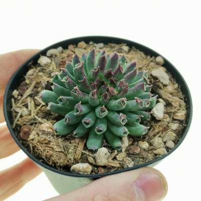 Sempervivum tectorum cv. Oddity
