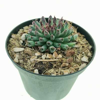 Sempervivum tectorum cv. Oddity - Giromagi