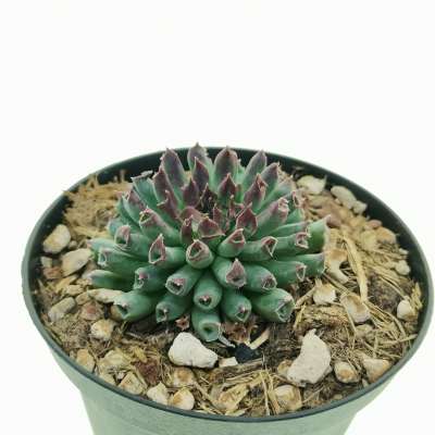 Sempervivum tectorum cv. Oddity - Giromagi