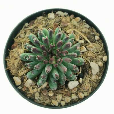 Sempervivum tectorum cv. Oddity - Giromagi