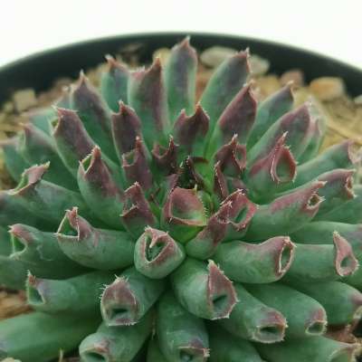 Sempervivum tectorum cv. Oddity - Giromagi