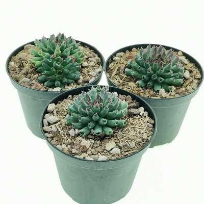 Sempervivum tectorum cv. Oddity - Giromagi