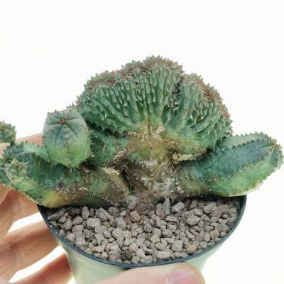 Euphorbia pseudoglobosa f. crestata