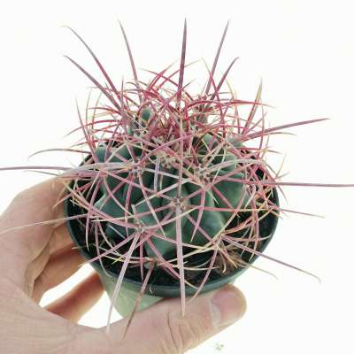 Ferocactus acanthodes