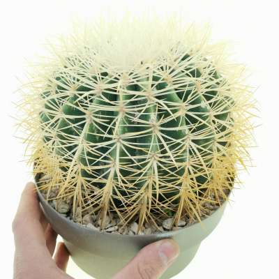 Echinocactus grusonii var. albispinus (Cuscino della suocera)