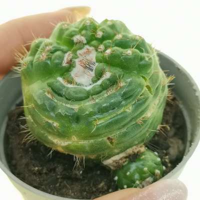 Notocactus werdermannianus f. mostruosa spiralis