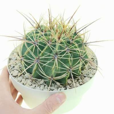 Ferocactus echidne