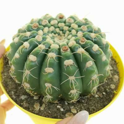 Notocactus uebelmannianus