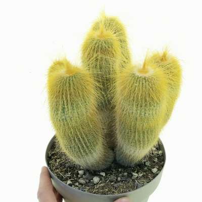 Notocactus leninghausii