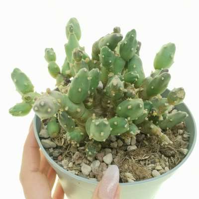 Maihueniopsis boliviana