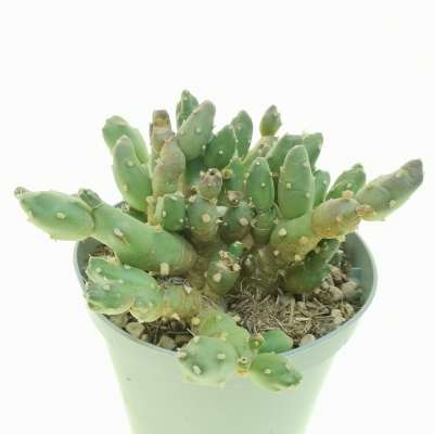 Maihueniopsis boliviana - Giromagi