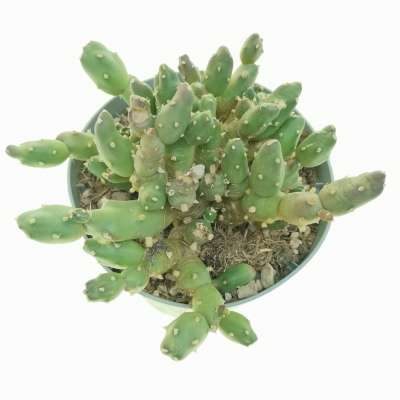 Maihueniopsis boliviana - Giromagi