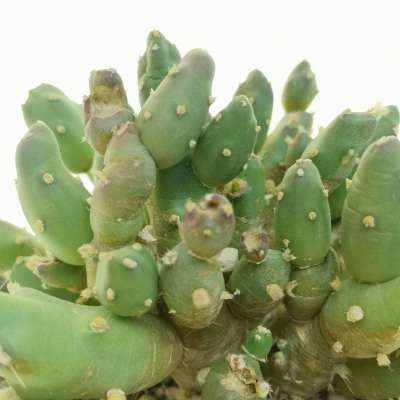 Maihueniopsis boliviana - Giromagi