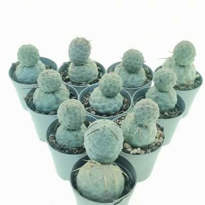 Tephrocactus geometricus 10 pcs