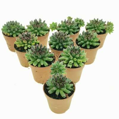 Sempervivum tectorum cv. Oddity 10 pcs