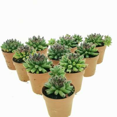 Sempervivum tectorum cv. Oddity 10 pcs - Giromagi
